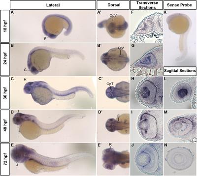 Knock-Down of Histidyl-tRNA Synthetase Causes Cell Cycle Arrest and Apoptosis of Neuronal Progenitor Cells in vivo